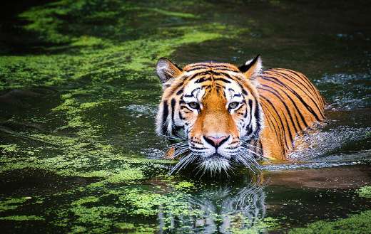 Big cat tiger animal