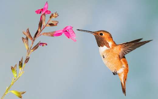 Humming bird nature puzzle