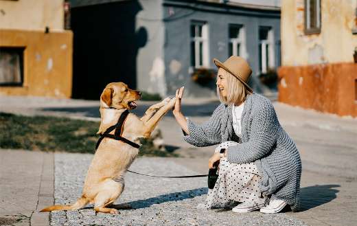 Dog woman friendship puzzle