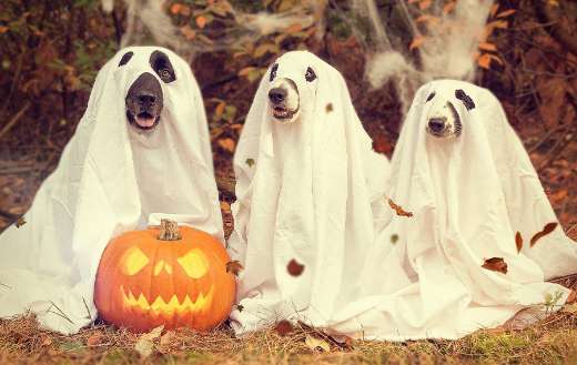 Pumkins autumn halloween online