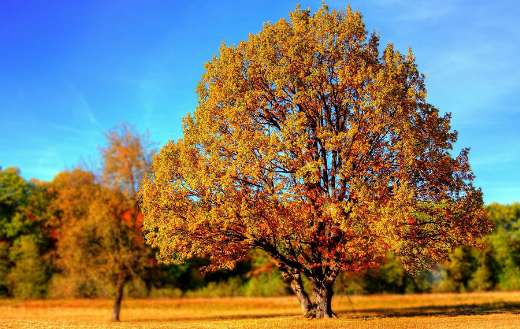 Tree fall colors leaves puzzle