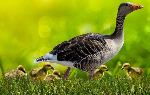 Animal world online