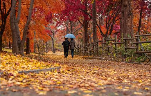Autumn fall maple trees couple online