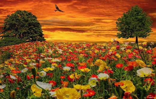 Flowers online