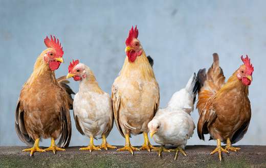 Rooster hen chickens puzzle