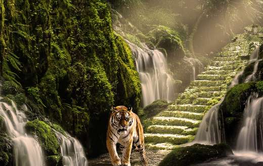 Tiger online