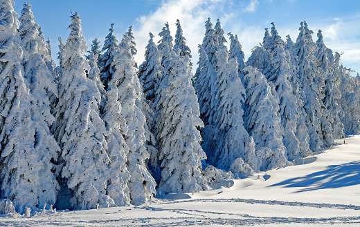 Wintry snow firs season
