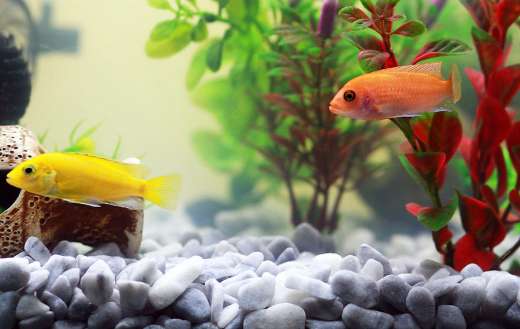 Fish online