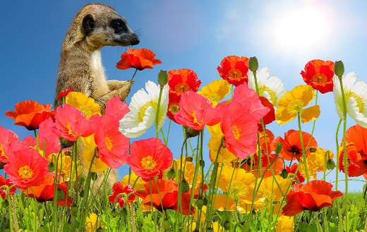 Poppies online