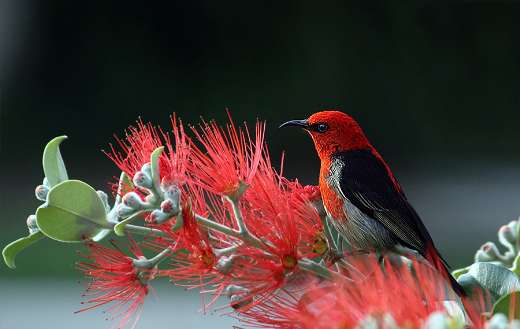 Bird flower puzzle