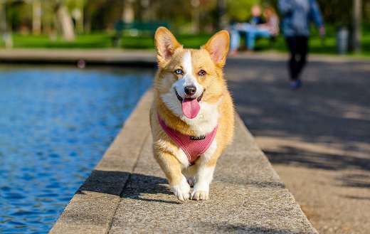 Dog online