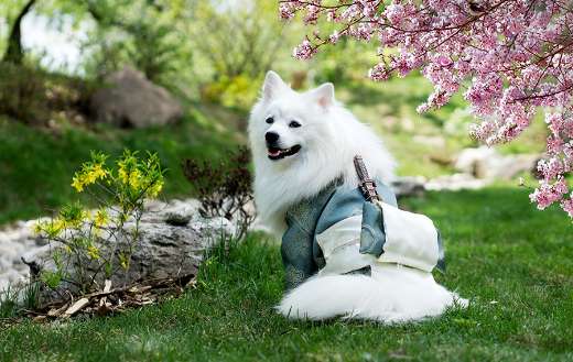 Happy white dog online