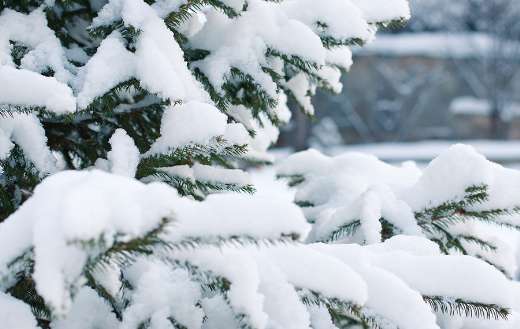 Snowflake snowdrift online