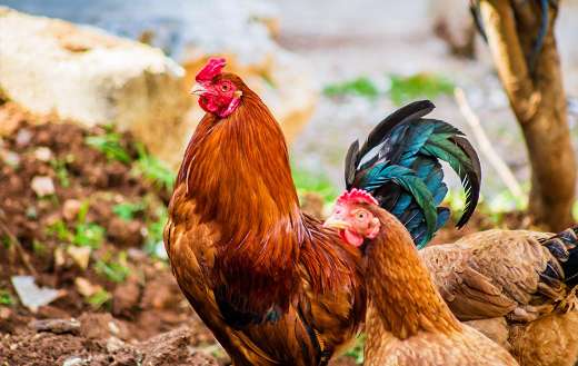 Two brown hen and one red rooster