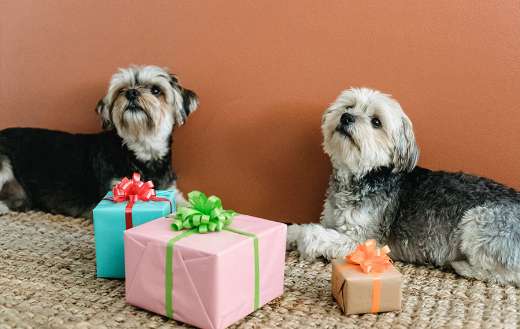 Two cute dogs online