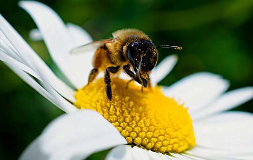 Animal insects pollination