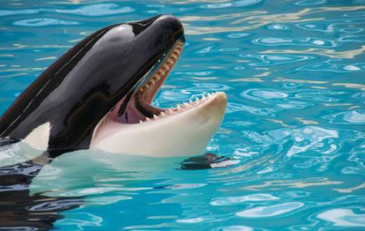 Baleia orca online