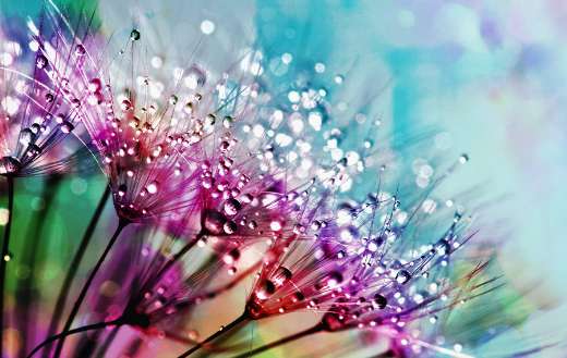 Flower photography