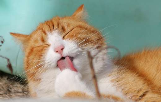 Paw licking cat online