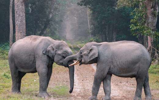 Photo of elephants on grass online