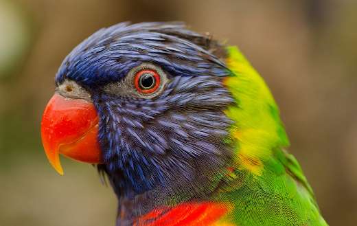 Beautiful bird colors puzzle