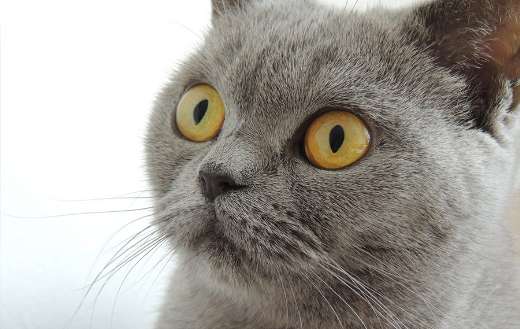 British short hair grey harga puzzle
