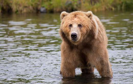 Brown bear online