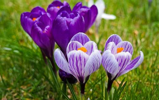Good morning image with flowers