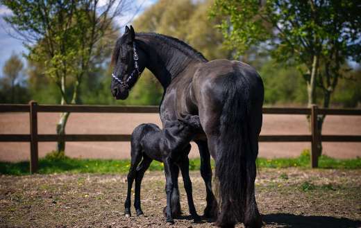 Horse on field puzzle