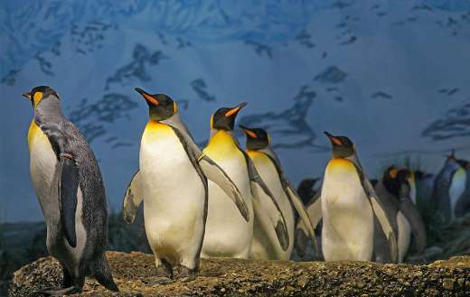 Penguins walking on surface puzzle