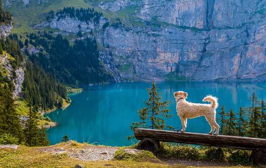 Relaxing dog