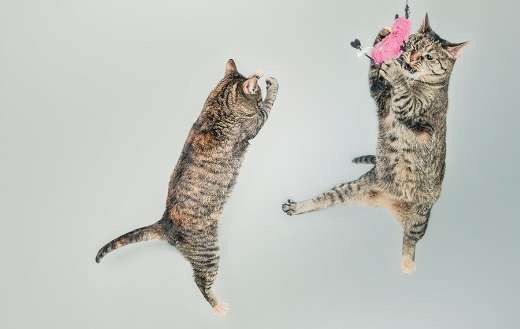 Two cats playing puzzle