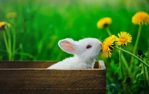 White rabbit online
