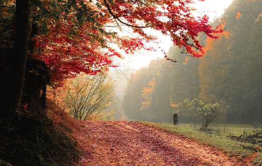 Autumn 1440p