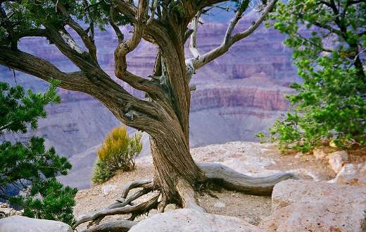 Grand canyon online