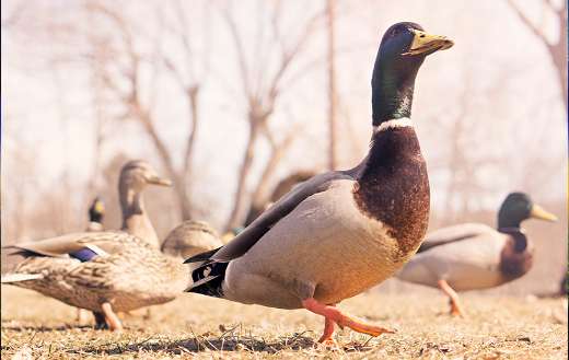 Mallard duck in the Philippines