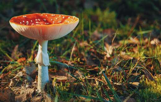 Mushrooms fungus flora edible
