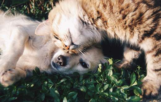 Dog and cat together online