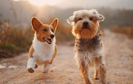 Dogs playing online