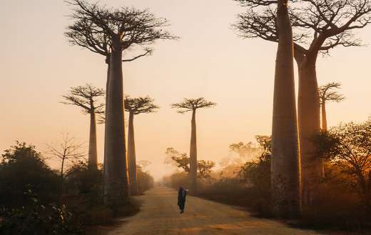 Madagascar beauty puzzle