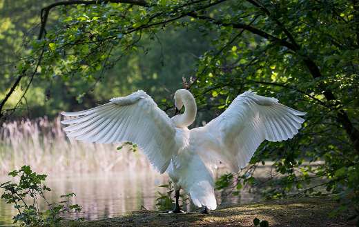 Swan flora puzzle