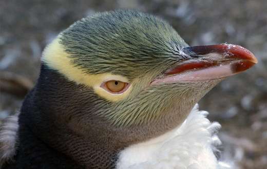 Penguins online