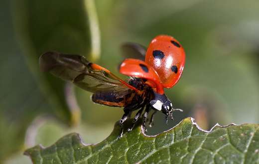 Beetle ladybug online