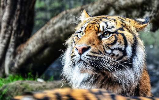 Bengal tiger puzzle