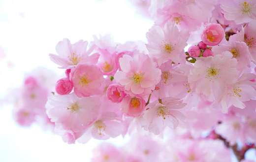 Branch of pink cherry blossoms flowers