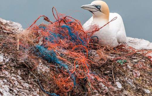 Plastic waste bird online