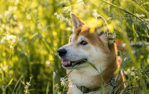 Cute japanese shiba pet dog puzzle