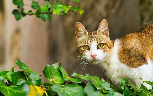 Feline fur kitty on the leaves