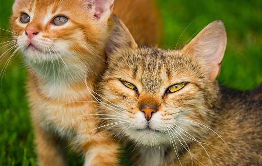 Mother cat with kitten