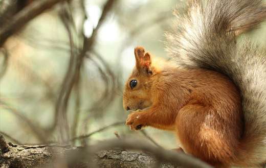 Wildlife foraging eating rodent squirrel